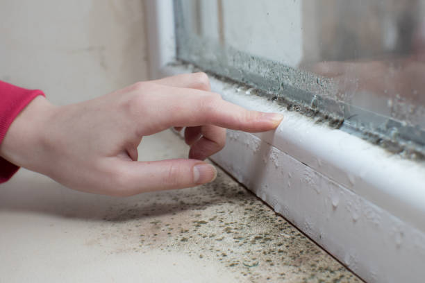 Best Post-Construction Mold Inspection  in San Jacinto, CA